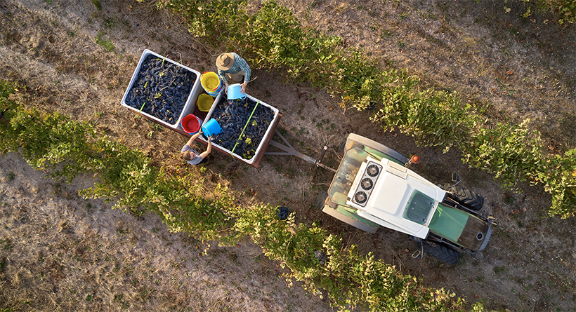 Moss Wood vineyard and grape harvesting